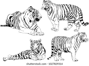 vector drawings sketches different predator , tigers lions cheetahs and leopards are drawn in ink by hand , objects with no background
