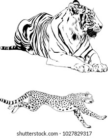 vector drawings sketches different predator , tigers lions cheetahs and leopards are drawn in ink by hand , objects with no background
