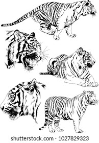 vector drawings sketches different predator , tigers lions cheetahs and leopards are drawn in ink by hand , objects with no background
