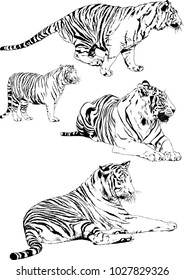 vector drawings sketches different predator , tigers lions cheetahs and leopards are drawn in ink by hand , objects with no background
