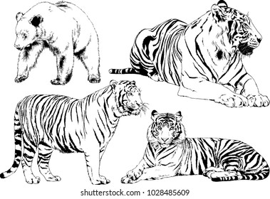 vector drawings sketches different predator , tigers lions cheetahs and leopards are drawn in ink by hand , objects with no background