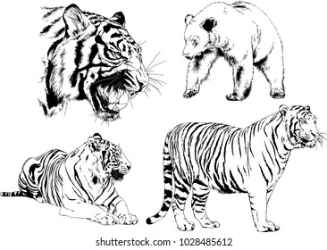 vector drawings sketches different predator , tigers lions cheetahs and leopards are drawn in ink by hand , objects with no background
