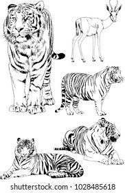 vector drawings sketches different predator , tigers lions cheetahs and leopards are drawn in ink by hand , objects with no background
