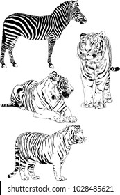vector drawings sketches different predator , tigers lions cheetahs and leopards are drawn in ink by hand , objects with no background