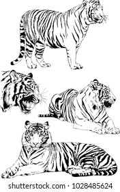 vector drawings sketches different predator , tigers lions cheetahs and leopards are drawn in ink by hand , objects with no background