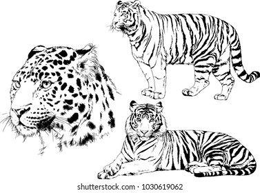 vector drawings sketches different predator , tigers lions cheetahs and leopards are drawn in ink by hand , objects with no background