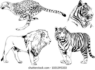 vector drawings sketches different predator , tigers lions cheetahs and leopards are drawn in ink by hand , objects with no background