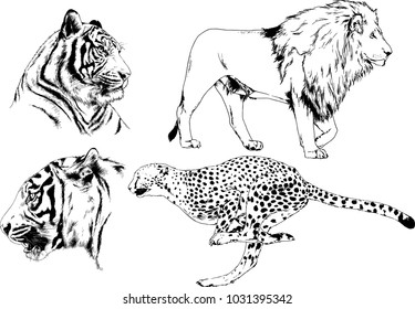 vector drawings sketches different predator , tigers lions cheetahs and leopards are drawn in ink by hand , objects with no background