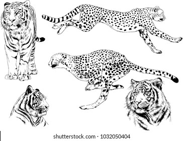 vector drawings sketches different predator , tigers cheetahs and leopards are drawn in ink by hand , objects with no background