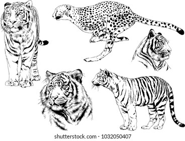 vector drawings sketches different predator , tigers cheetahs and leopards are drawn in ink by hand , objects with no background