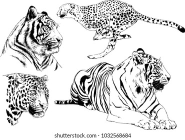 vector drawings sketches different predator , tigers cheetahs and leopards are drawn in ink by hand , objects with no background