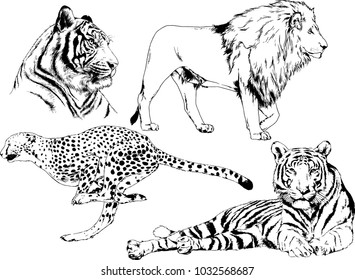 vector drawings sketches different predator , tigers lions cheetahs and leopards are drawn in ink by hand , objects with no background