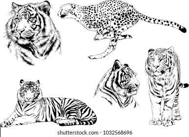 vector drawings sketches different predator , tigers cheetahs and leopards are drawn in ink by hand , objects with no background