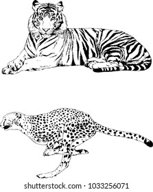 vector drawings sketches different predator , tigers lions cheetahs and leopards are drawn in ink by hand , objects with no background