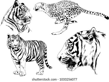 vector drawings sketches different predator , tigers lions cheetahs and leopards are drawn in ink by hand , objects with no background