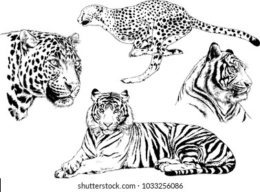 vector drawings sketches different predator , tigers lions cheetahs and leopards are drawn in ink by hand , objects with no background