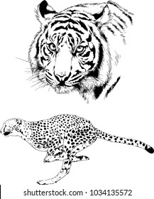 vector drawings sketches different predator , tigers lions cheetahs and leopards are drawn in ink by hand , objects with no background