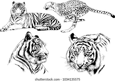 vector drawings sketches different predator , tigers lions cheetahs and leopards are drawn in ink by hand , objects with no background