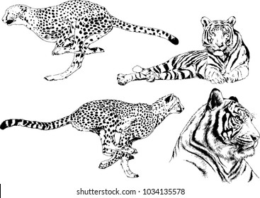 vector drawings sketches different predator , tigers lions cheetahs and leopards are drawn in ink by hand , objects with no background