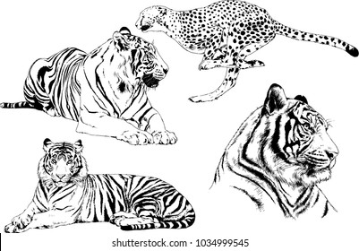 vector drawings sketches different predator , tigers lions cheetahs and leopards are drawn in ink by hand , objects with no background