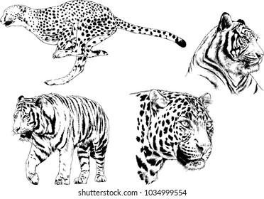 vector drawings sketches different predator , tigers lions cheetahs and leopards are drawn in ink by hand , objects with no background