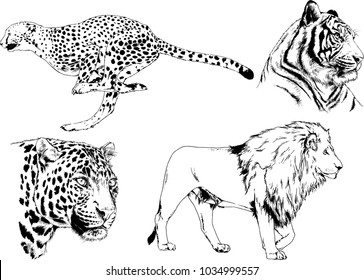vector drawings sketches different predator , tigers lions cheetahs and leopards are drawn in ink by hand , objects with no background