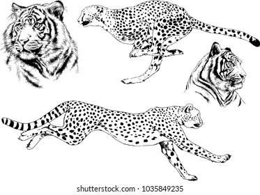 vector drawings sketches different predator , tigers lions cheetahs and leopards are drawn in ink by hand , objects with no background