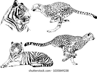 vector drawings sketches different predator , tigers lions cheetahs and leopards are drawn in ink by hand , objects with no background