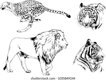 vector drawings sketches different predator , tigers lions cheetahs and leopards are drawn in ink by hand , objects with no background