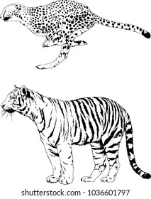 vector drawings sketches different predator , tigers lions cheetahs and leopards are drawn in ink by hand , objects with no background
