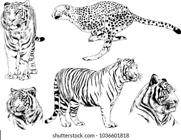 vector drawings sketches different predator , tigers lions cheetahs and leopards are drawn in ink by hand , objects with no background
