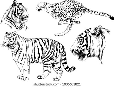 vector drawings sketches different predator , tigers lions cheetahs and leopards are drawn in ink by hand , objects with no background
