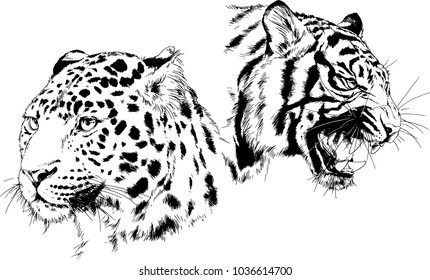 vector drawings sketches different predator , tigers lions cheetahs and leopards are drawn in ink by hand , objects with no background