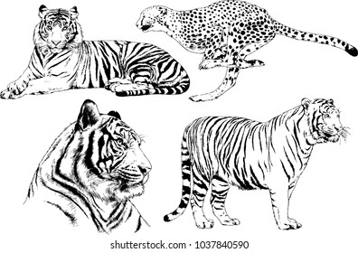 vector drawings sketches different predator , tigers lions cheetahs and leopards are drawn in ink by hand , objects with no background
