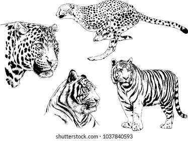 vector drawings sketches different predator , tigers lions cheetahs and leopards are drawn in ink by hand , objects with no background
