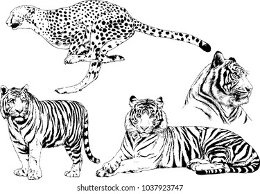 vector drawings sketches different predator , tigers lions cheetahs and leopards are drawn in ink by hand , objects with no background