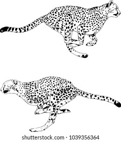 vector drawings sketches different predator , tigers lions cheetahs and leopards are drawn in ink by hand , objects with no background
