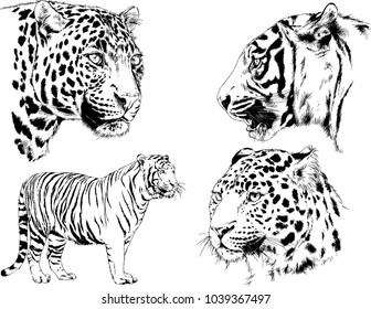 vector drawings sketches different predator , tigers lions cheetahs and leopards are drawn in ink by hand , objects with no background