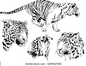 vector drawings sketches different predator , tigers lions cheetahs and leopards are drawn in ink by hand , objects with no background