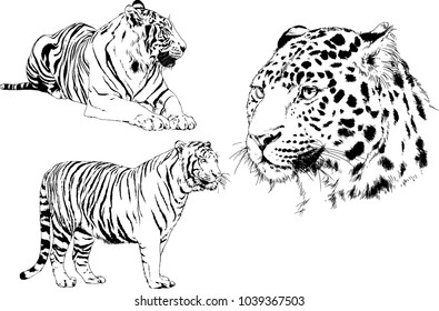 vector drawings sketches different predator , tigers lions cheetahs and leopards are drawn in ink by hand , objects with no background