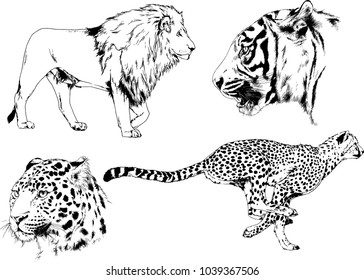 vector drawings sketches different predator , tigers lions cheetahs and leopards are drawn in ink by hand , objects with no background