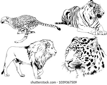 vector drawings sketches different predator , tigers lions cheetahs and leopards are drawn in ink by hand , objects with no background
