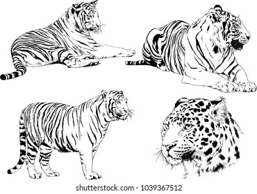 vector drawings sketches different predator , tigers lions cheetahs and leopards are drawn in ink by hand , objects with no background