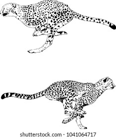 vector drawings sketches different predator , tigers lions cheetahs and leopards are drawn in ink by hand , objects with no background
