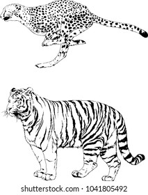 vector drawings sketches different predator , tigers lions cheetahs and leopards are drawn in ink by hand , objects with no background
