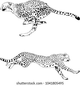 vector drawings sketches different predator , tigers lions cheetahs and leopards are drawn in ink by hand , objects with no background
