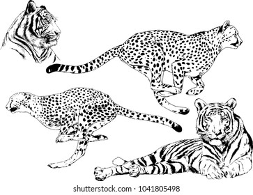 vector drawings sketches different predator , tigers lions cheetahs and leopards are drawn in ink by hand , objects with no background
