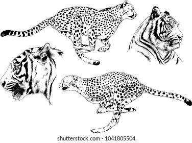 vector drawings sketches different predator , tigers lions cheetahs and leopards are drawn in ink by hand , objects with no background
