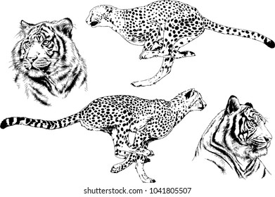 vector drawings sketches different predator , tigers lions cheetahs and leopards are drawn in ink by hand , objects with no background
