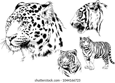 vector drawings sketches different predator , tigers lions cheetahs and leopards are drawn in ink by hand , objects with no background
